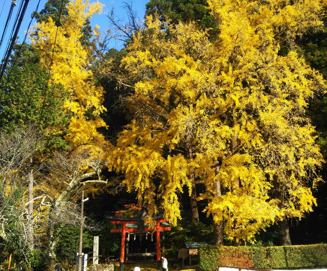 ２０２０年１１月 京都の紅葉 最新の紅葉状況 岩戸落葉神社 ちょいと気ままに