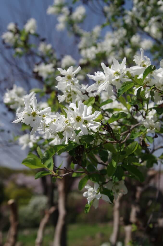 白い花を咲かせた木