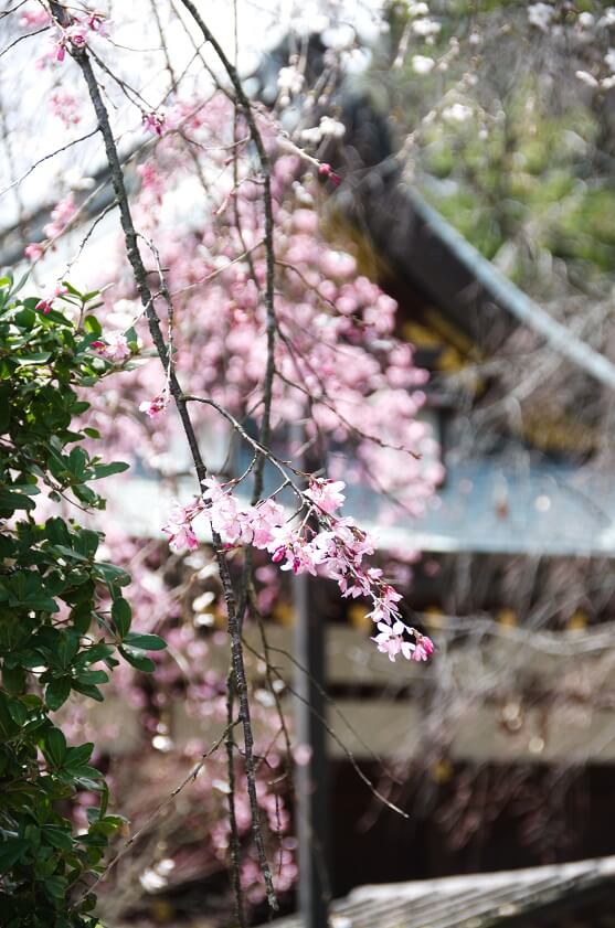 ピンク色がきれいな枝垂桜