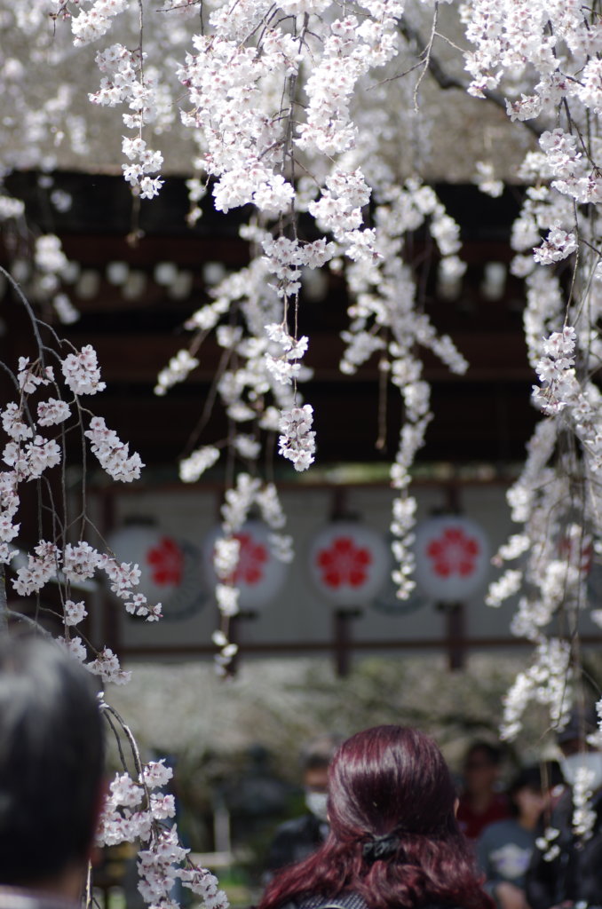 平野神社の東神門と魁桜
