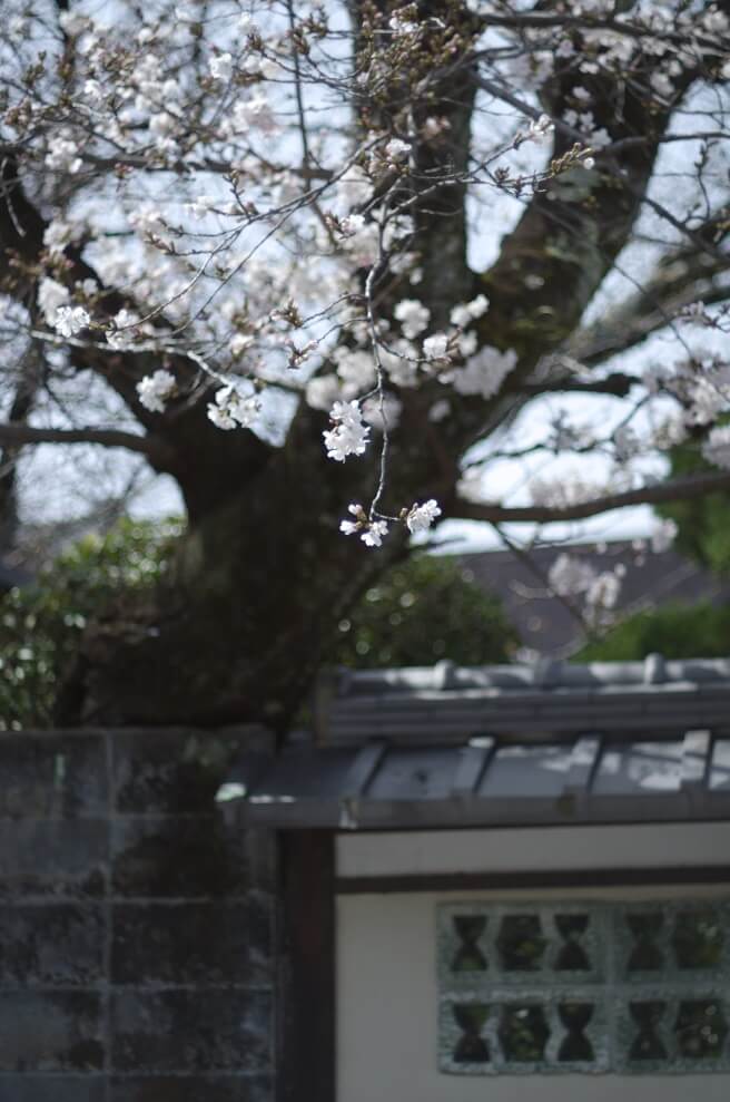 壁の外へ向けて枝を伸ばす桜