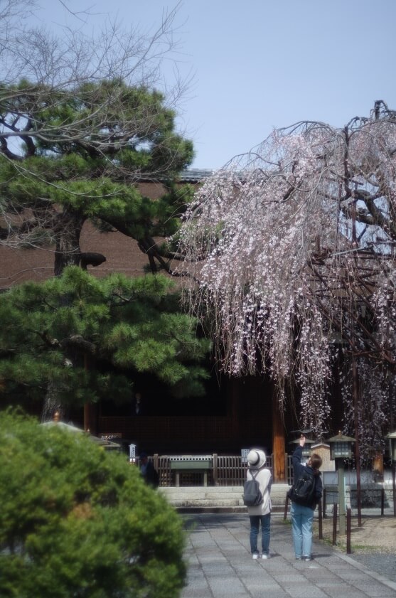 千本釈迦堂の本堂と枝垂桜